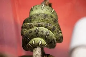 Emerald Tree Boa baby wrapped around a stick