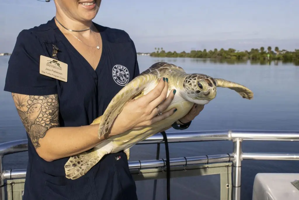 A woman holds a green sea turtle