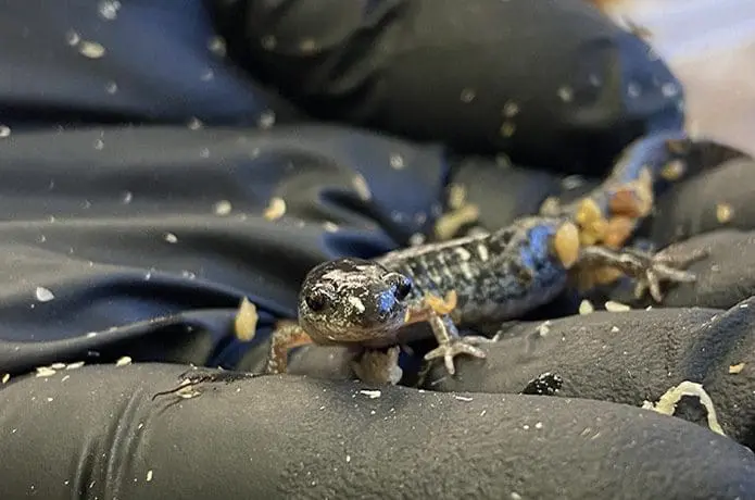 Frosted flatwood salamander
