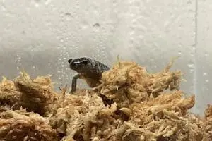 Frosted Flatwoods Salamander