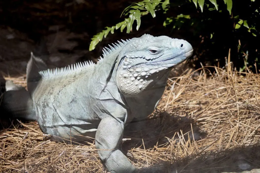 Grand Cayman Blue Iguana