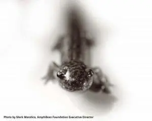 Frosted Flatwoods Salamander