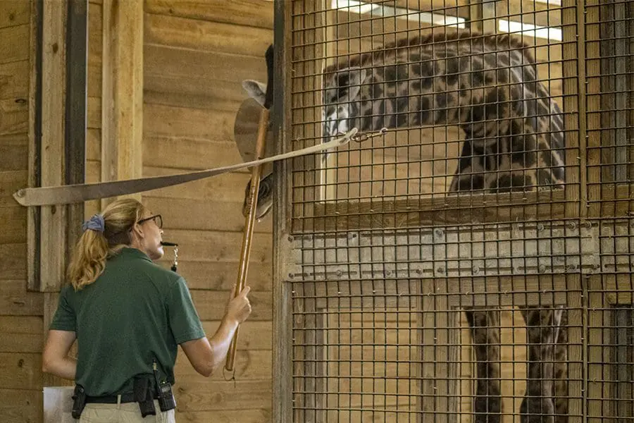 Aiden the giraffe target training