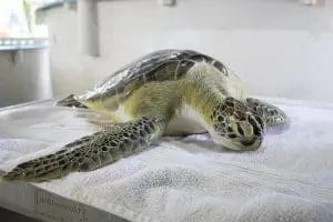 Boston the green sea turtle 