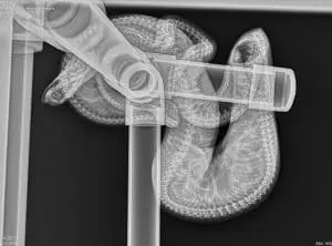 Emerald tree boa x-ray