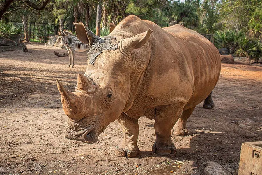 White rhino Kibibi