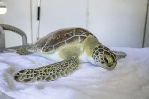 Green sea turtle Robin 