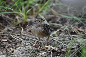 Florida grasshopper sparrow at the Zoo