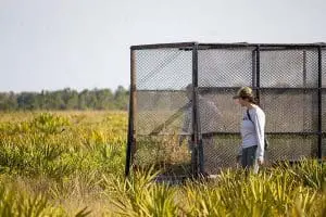 Florida grasshopper sparrow being released on the prarie.