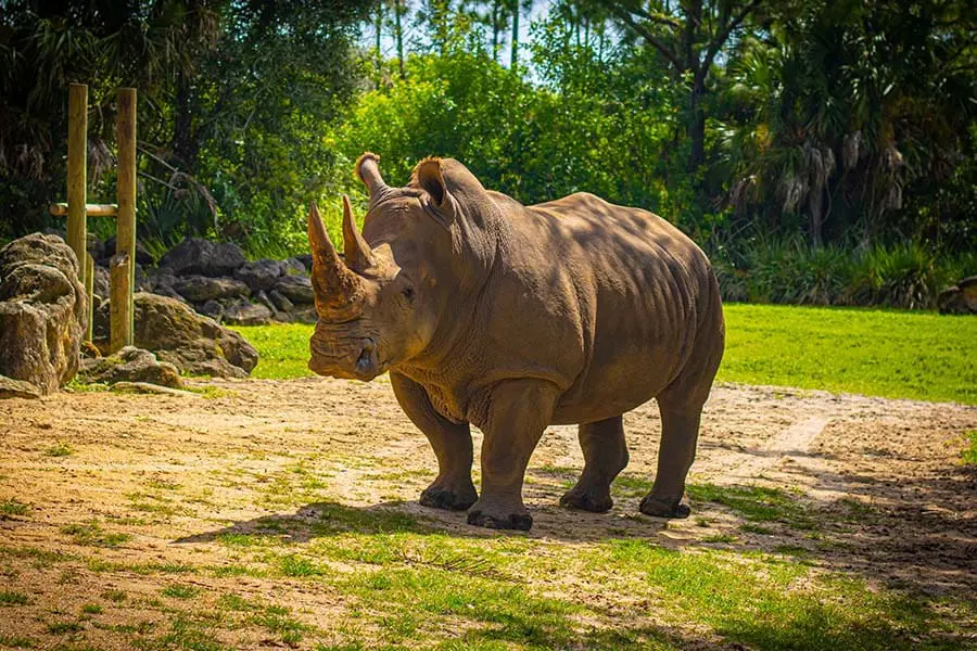 Uzuri the white rhino