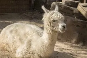 An alpaca lays on the ground