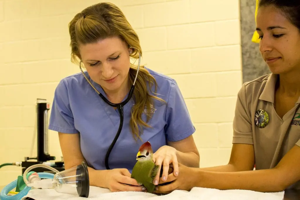 A veterinary technician holds a turaco