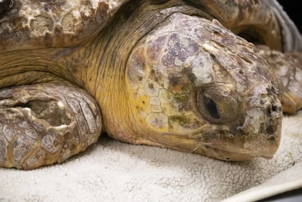 Apple Dumpling the sea turtle