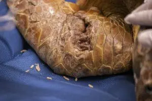 An open wound on a sea turtle flipper