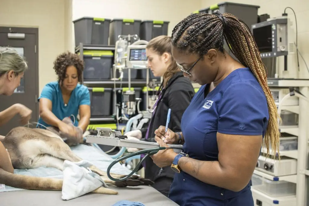 A veterinary nurse takes notes