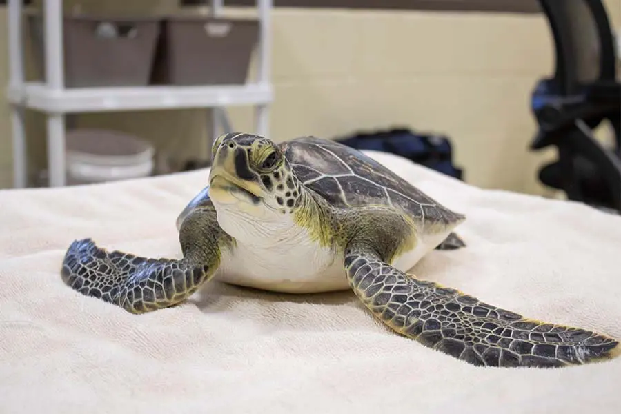 Green sea turtle Pandemonium