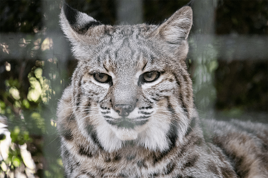 Eko the bobcat