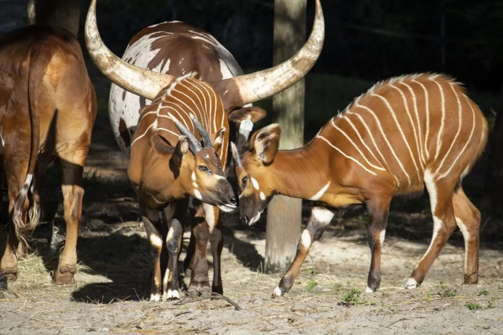 Two bongos touch heads