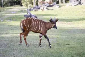 A bongo walks in an open space.