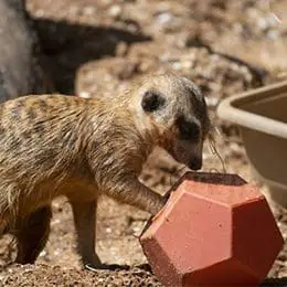 Meerkat playing with enrichment