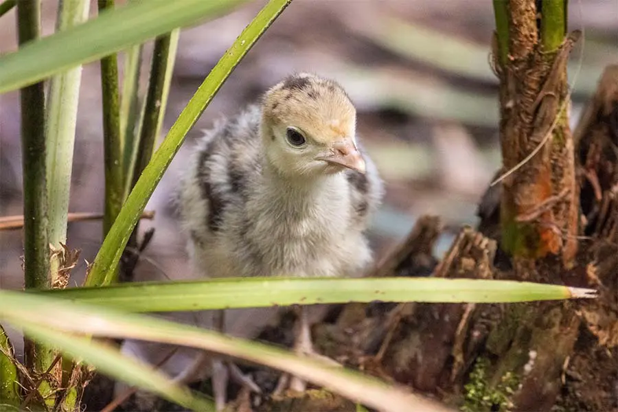 Osceola turkey chick