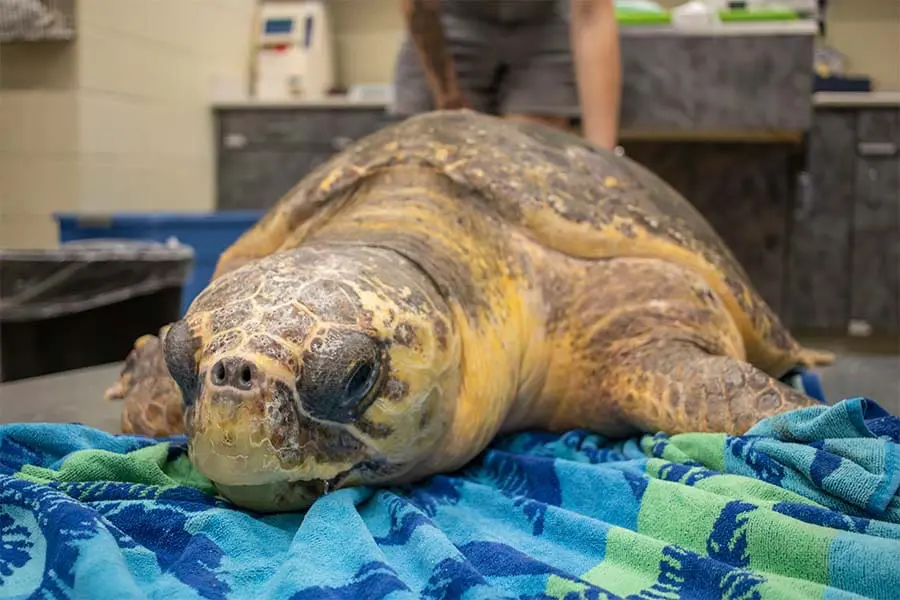 Phyllis the loggerhead sea turtle