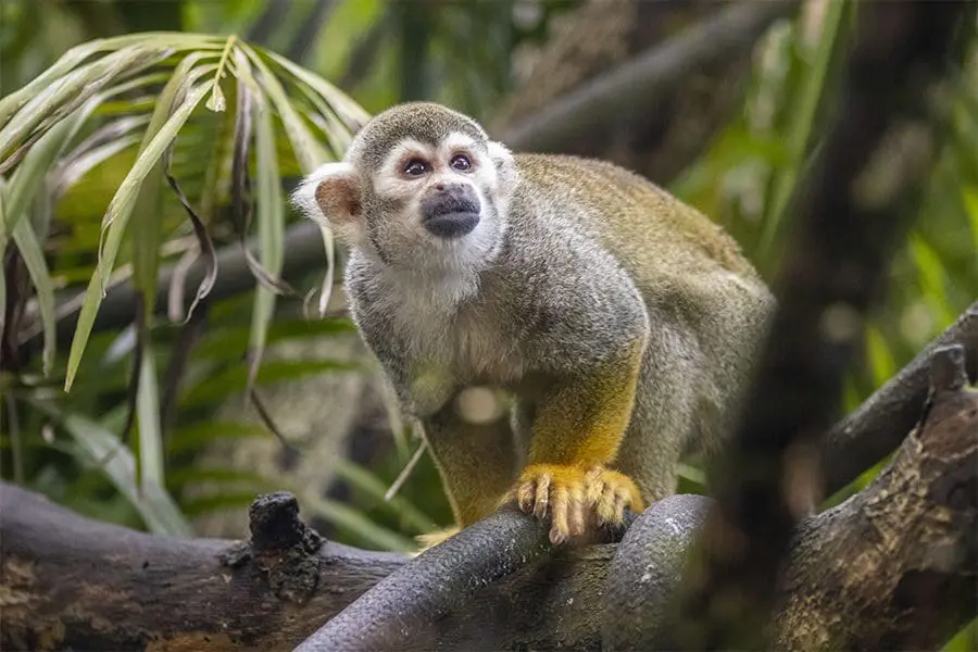 Squirrel monkey