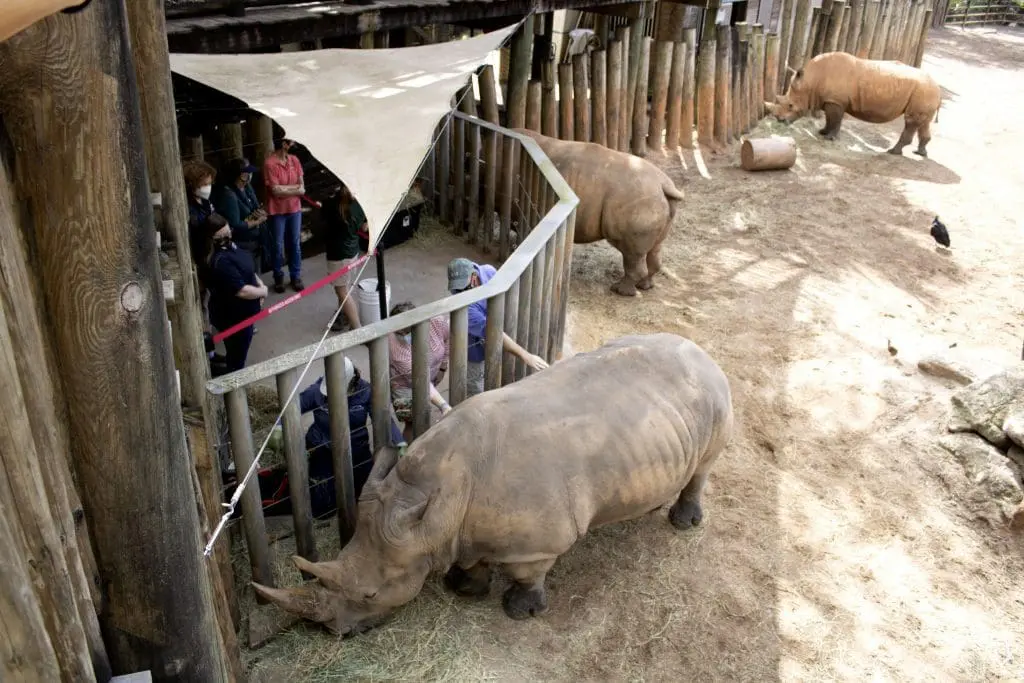 Two people petting a rhino