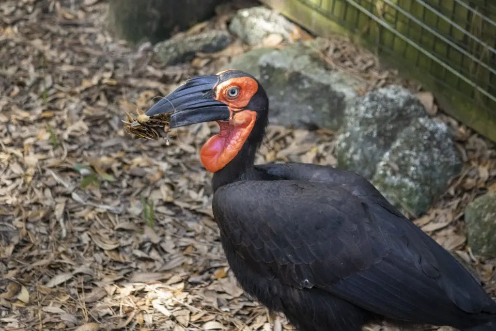 Southern ground hornbill