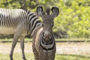 Grevy's zebra foal