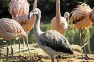 An older gray flamingo chick