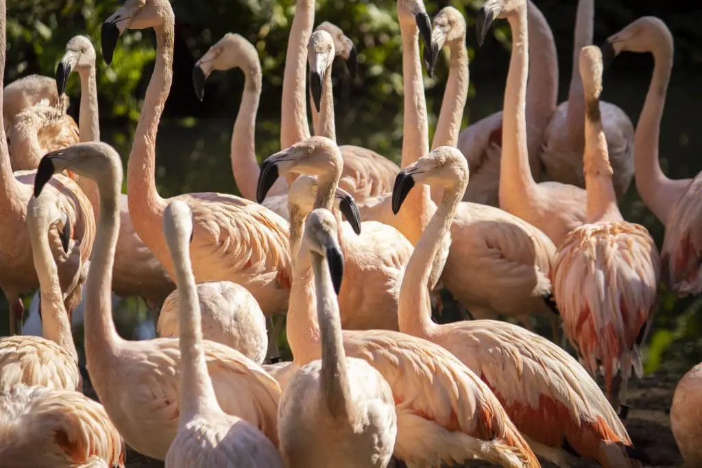 flock of flamingos