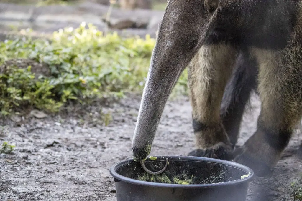 Giant anteater eating avocado