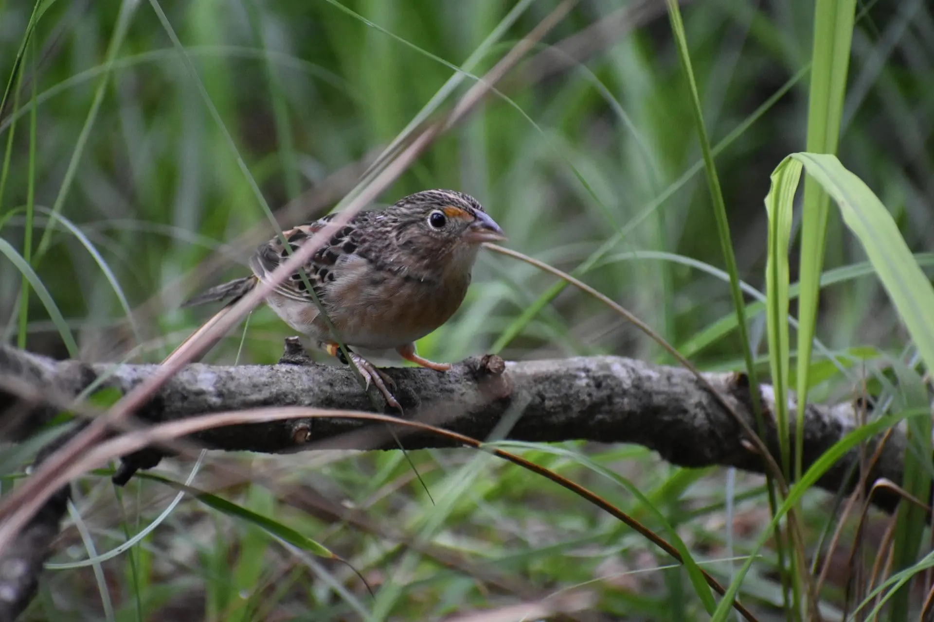 A Florida grasshopper sparrow perches on a branch.