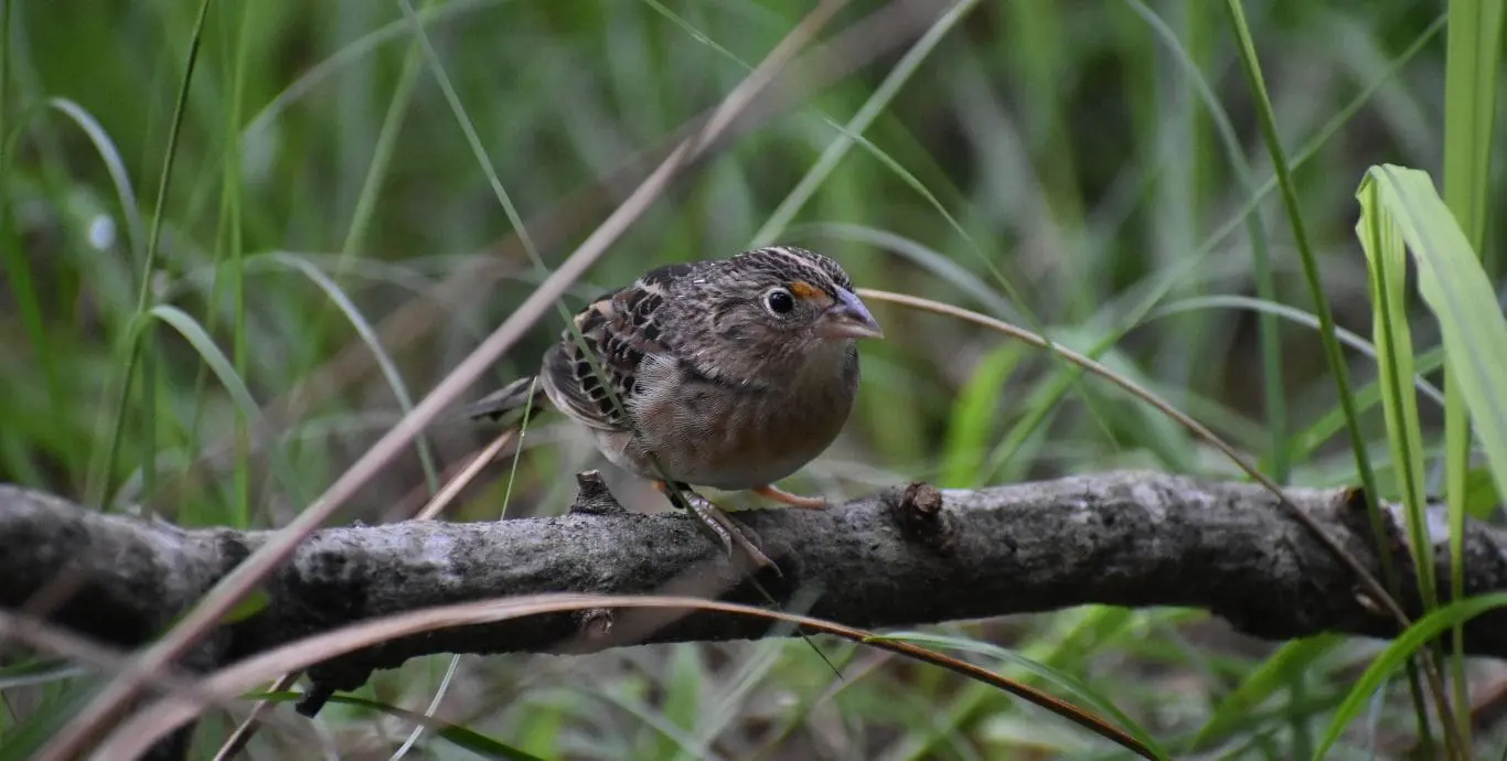 Florida grasshopper sparrow
