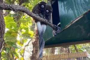 Bolivian Gray Titi Monkeys