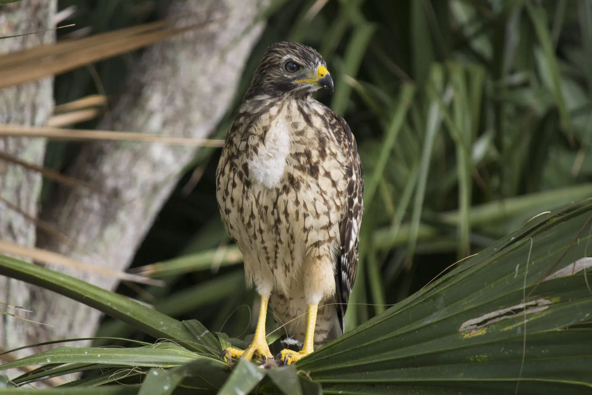 Hawk