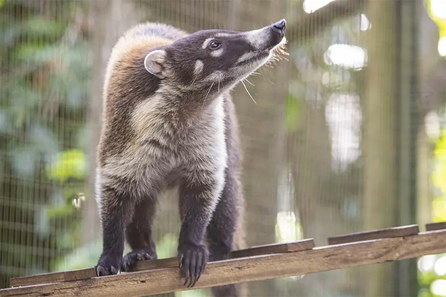 White-nosed coati