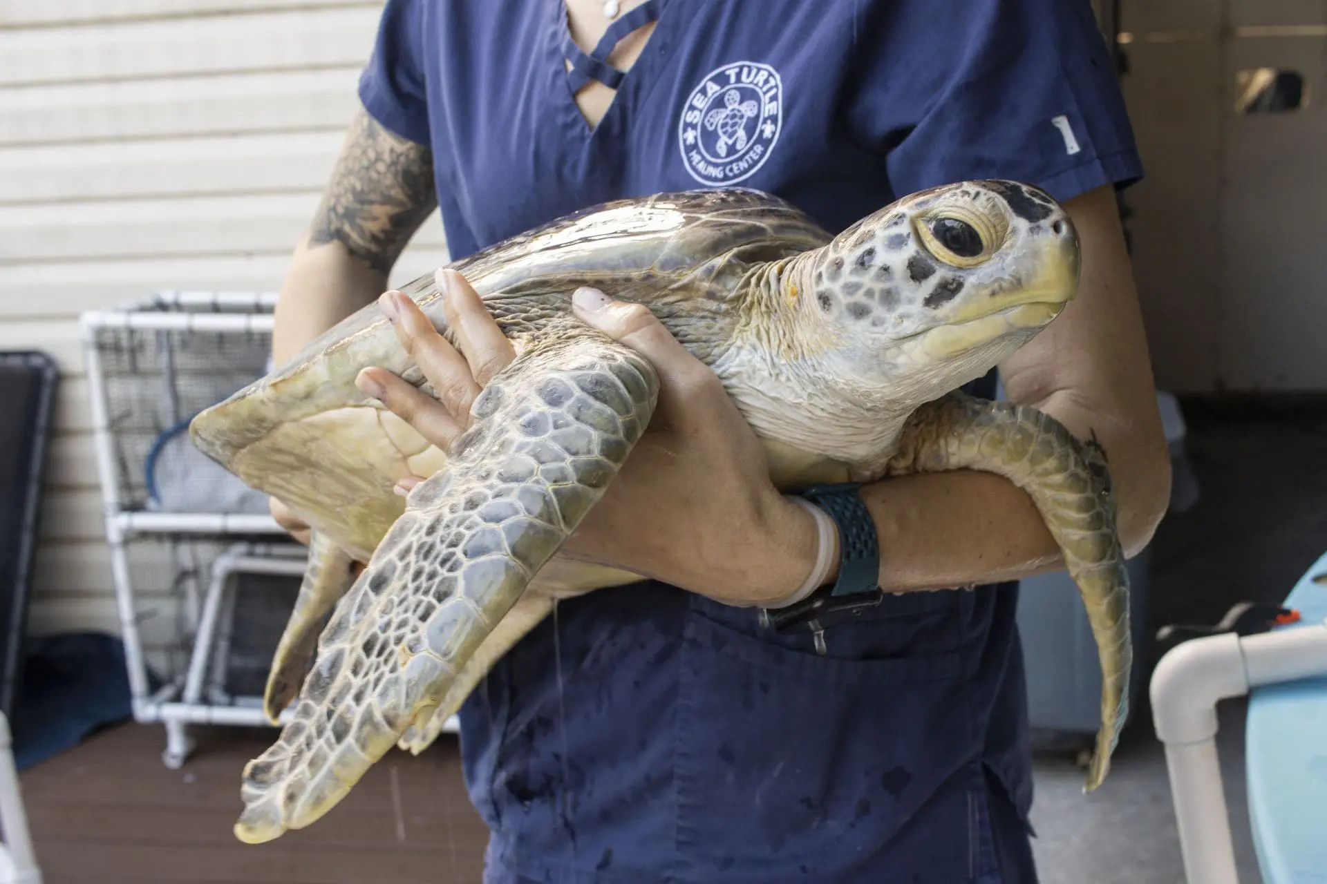 Juvenile green sea turtle Grindylow