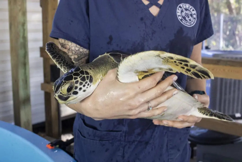 Juvenile green sea turtle LJ