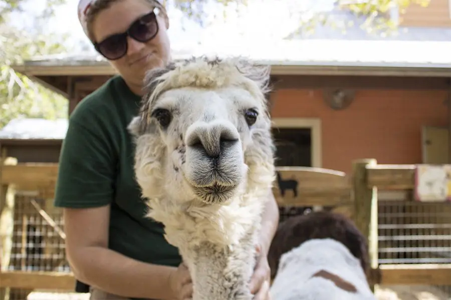 Rosita the alpaca