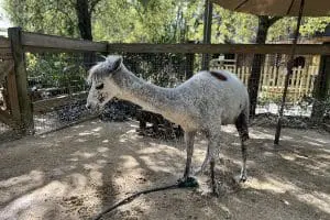 Rosita the alpaca