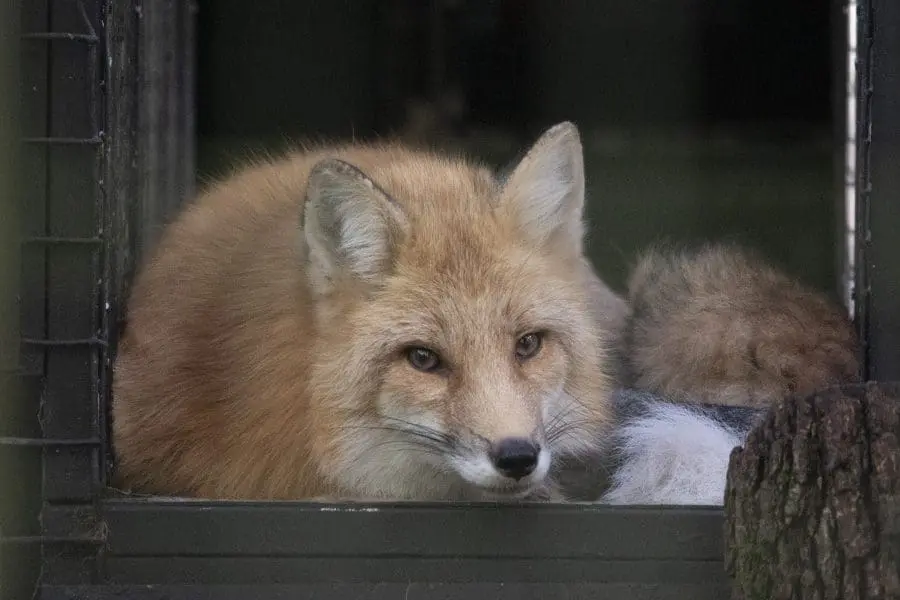 Stanley the red fox