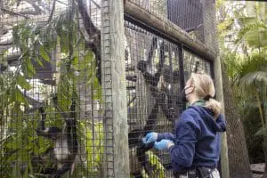 A keeper checks on a black-handed spider monkey troop through their habitat's fencing. 