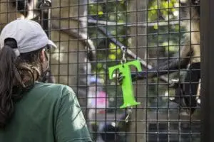 A black-handed spider monkey reaches for their target.