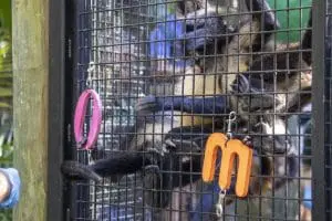 Two black-handed spider monkeys reach for their respective targets during training
