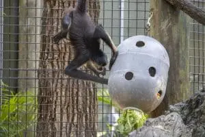 Spider Monkey Eating