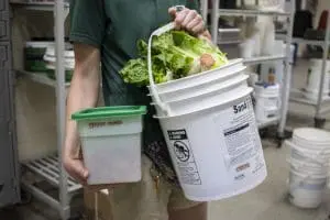 Bucket of lettuce