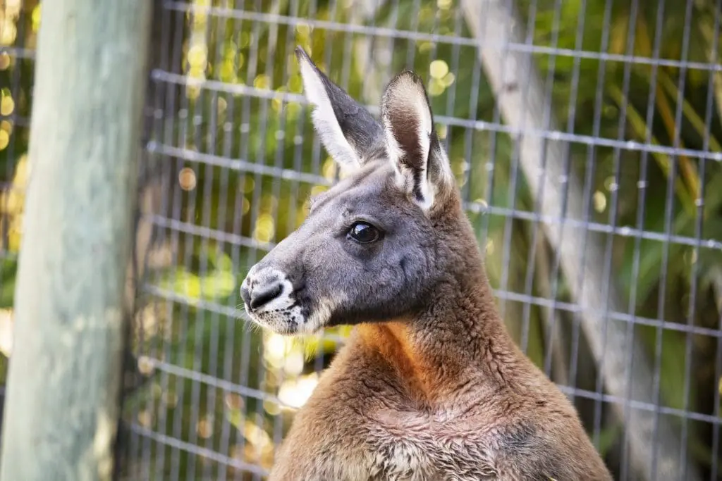A red kangaroo