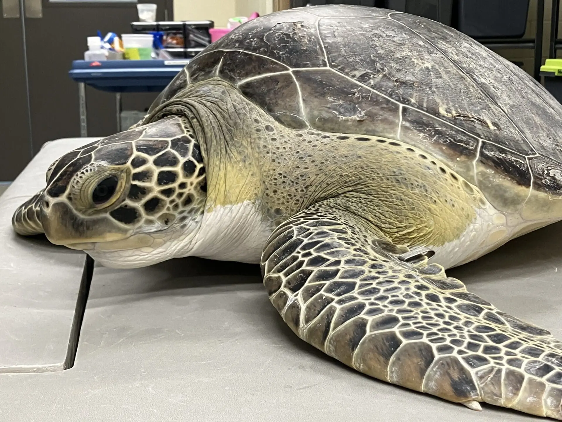 A green sea turtle